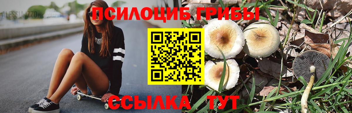 Кызыл  Псилоцибиновые грибы Psilocybine cubensis  Вход с VPN 